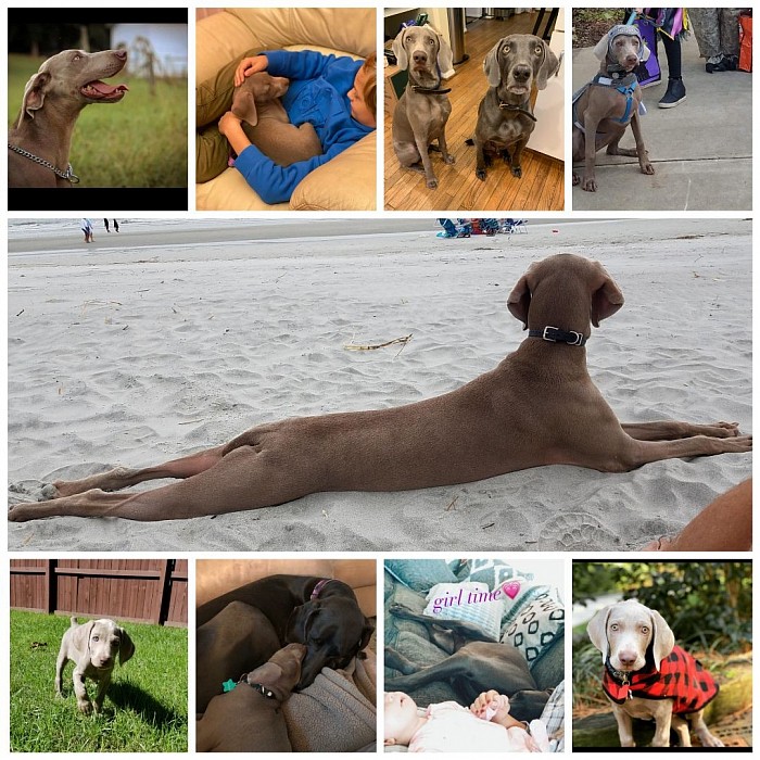 Weims from LAAT