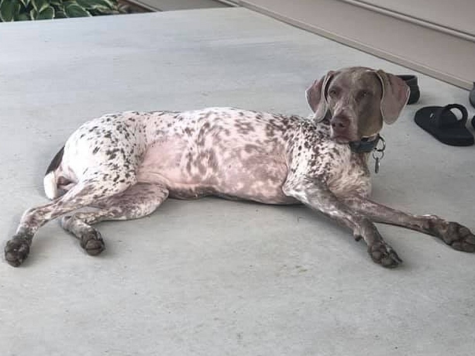 The History behind the Weimaraner
