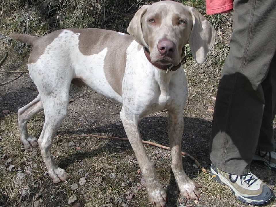 The History behind the Weimaraner
