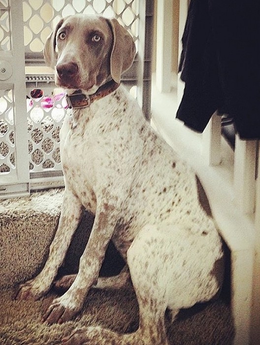 Weimaraner piebald hot sale