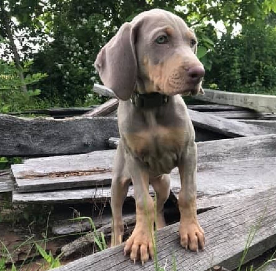 The History behind the Weimaraner