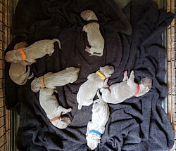 8 big bundles of joy 