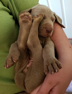 Dont all weims sleep like this?! :P