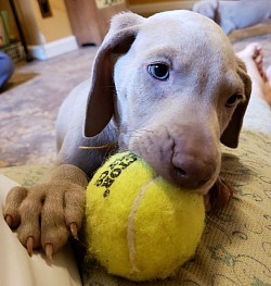 Tennis balls! Nom Nom!