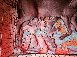 Virginia is a proud mommy to 11 new puppies! 