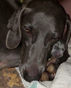 Virginia with her first puppy born, Adam.