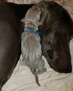 Lady and Rubble relaxing. 