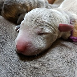 Silver-Gray female