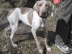 Pictures from: https://pointingdogblog.blogspot.com/2012/03/update-on-curious-case-of-the.html