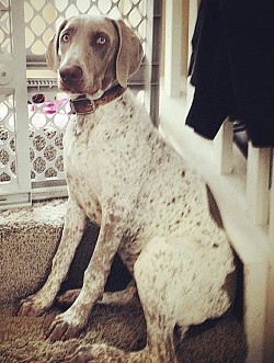 Pictures from: http://calwear.org/available-dogs/liesel/