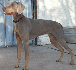 Pictures from: http://likedogzoolife.com/weimaraner-mark-of-the-hound/