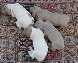 Pictures from: https://justweimaraners.com/piebald-weimaraner/