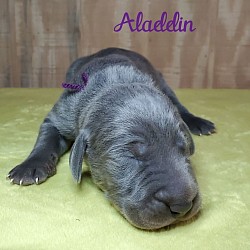 Aladdin 1 week old