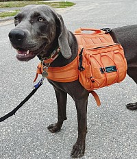 Gertie sporting a dog harness