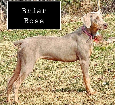 Briar Rose is Silver Gray MOH