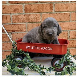 Puppy in wagon