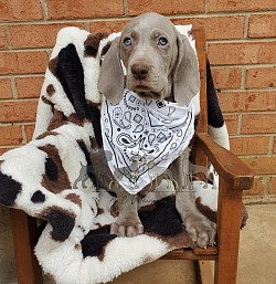 Weimaraner on a chair