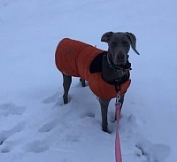 Tilley wearing a Carhartt Jacket