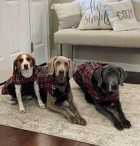 3 girls in sweaters