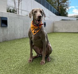 zeus - weimaraner