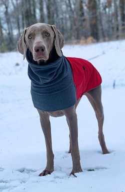zeus- weimaraner