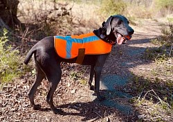 wrangler -weimaraner