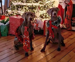 Willow & Moxy - Weimaraner