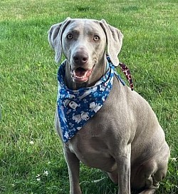waves - Weimaraner