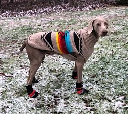 Trooper - Weimaraner