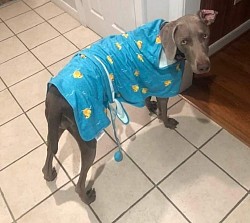 Tilley - Weimaraner