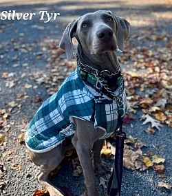 Silver Tyr - Weimaraner