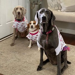 Saylor and Siblings - Weimaraner
