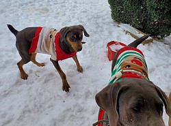 Sassenach & Honey - Weimaraner