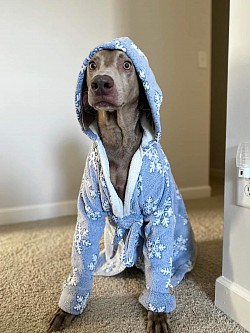 Saylor - Weimaraner
