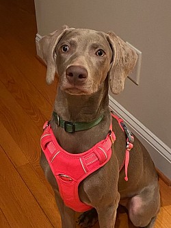 phoebe - Weimaraner
