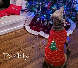 Paddy - Weimaraner