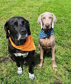 Luca - Weimaraner