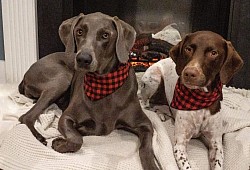 Lola - Weimaraner