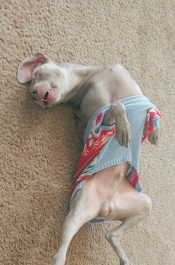 Loki - Weimaraner
