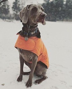 Jeep - Weimaraner
