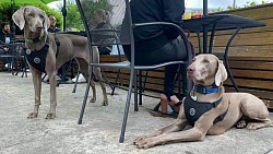 Jules & Jax - Weimaraner