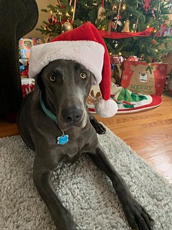Holley - Weimaraner