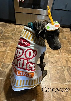 Grover - Weimaraner