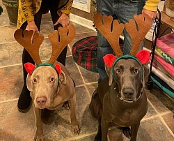 Bridger & Revel - Weimaraner