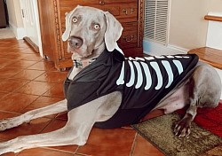 Borough - Weimaraner