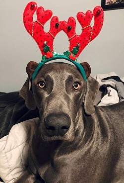 Captain America - Weimaraner