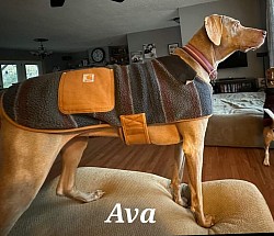 Ava - Weimaraner