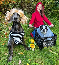Gertie - Weimaraner