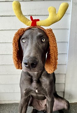 Gunther - Weimaraner