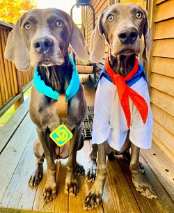 Gertie & Gunther - Weimaraner